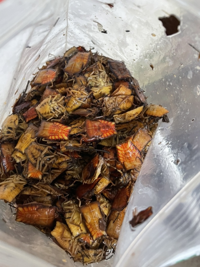 干水嫩九香虫嫩臭屁虫用于泡酒用于做菜