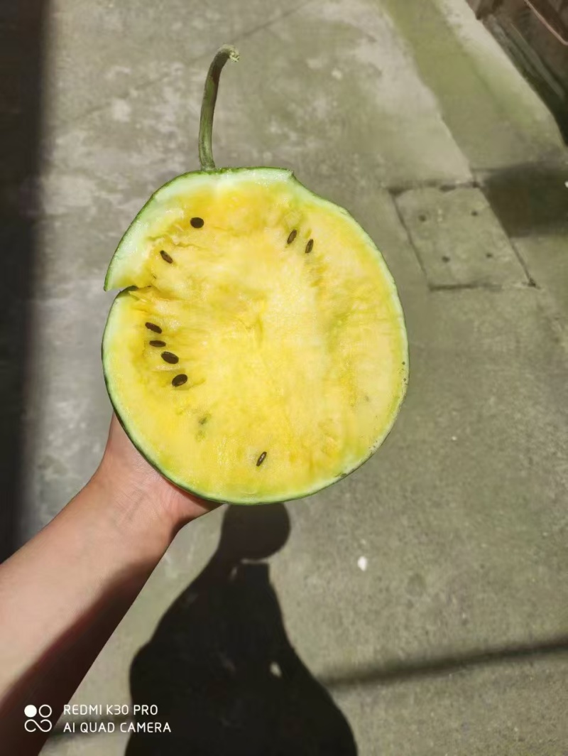 【推荐】江苏特小凤西瓜量大从优大量上市现摘现发对接商超团