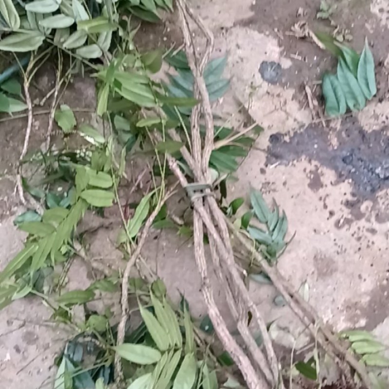 云南纯野生十大功劳，鲜活，干活都可以