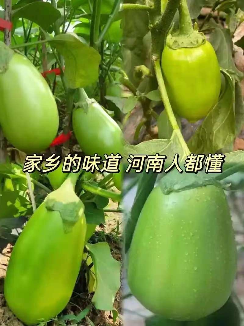 推荐河南青茄子现摘现发2025鲜货品质保障价格实惠欢迎
