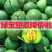 《绿宝甜瓜》大量上市中/现货随到随装/量大从优一条龙服务