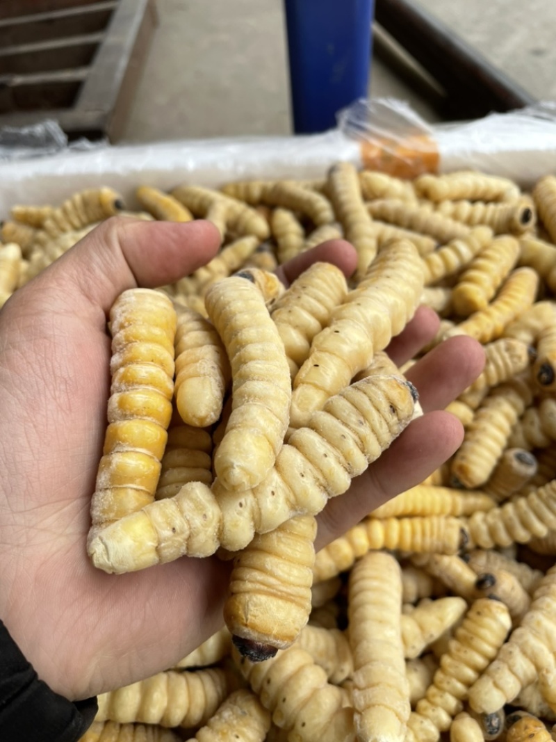 速冻干水大木虫冰鲜柴虫野生哈虫斗米虫葛藤虫批发零售柞木虫