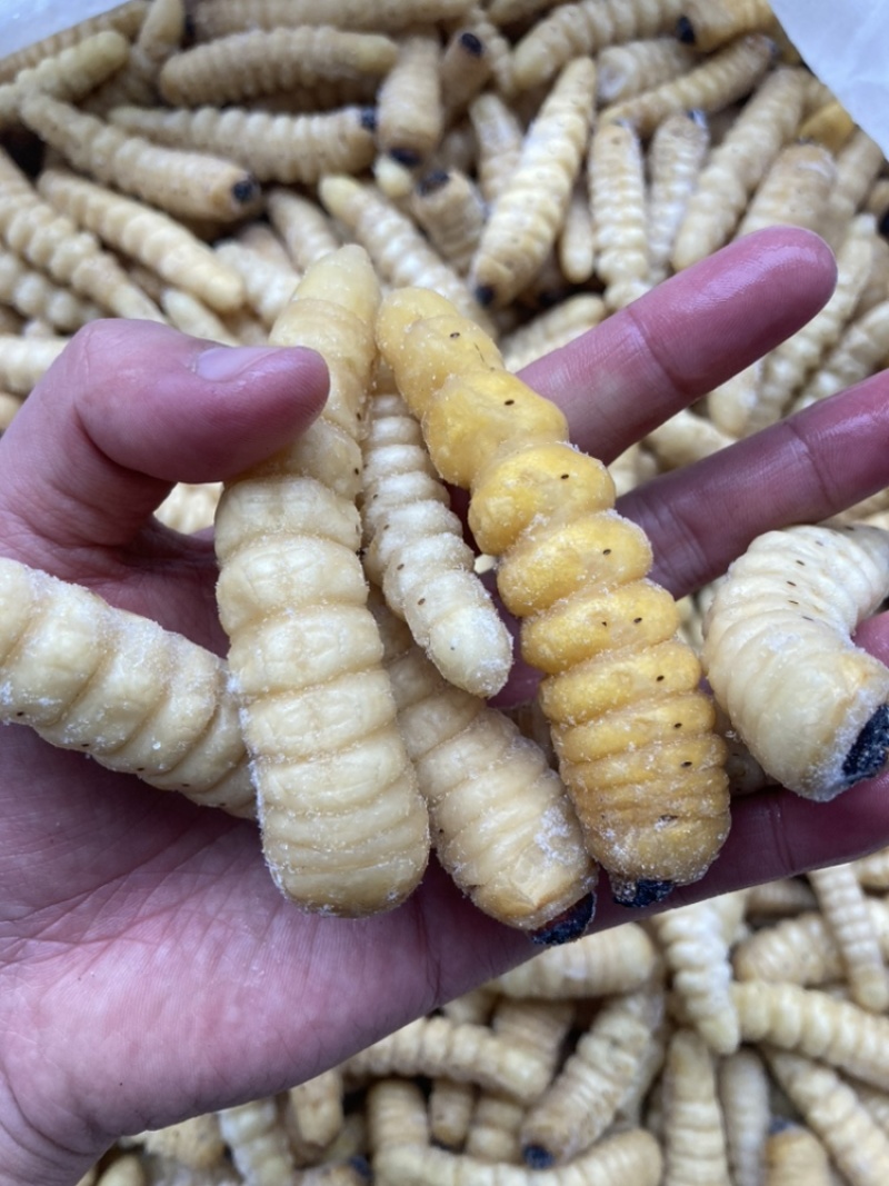 速冻干水大木虫冰鲜柴虫野生哈虫斗米虫葛藤虫批发零售柞木虫