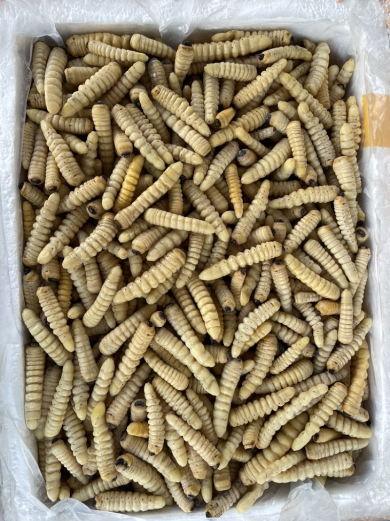 速冻干水大木虫冰鲜柴虫野生哈虫斗米虫葛藤虫批发零售柞木虫