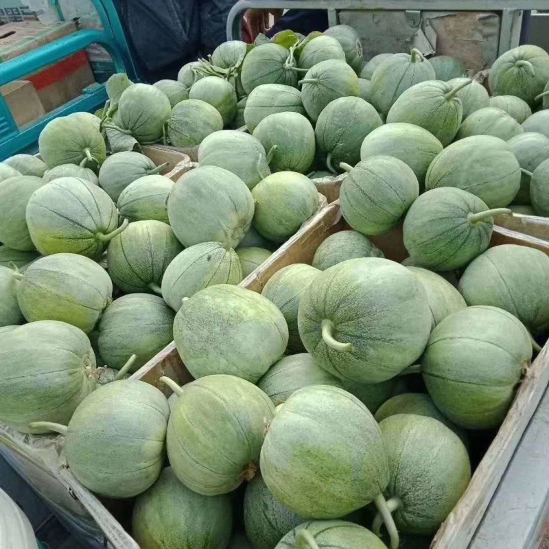 《绿宝甜瓜》大量上市中/现货随到随装/量大从优一条龙服务