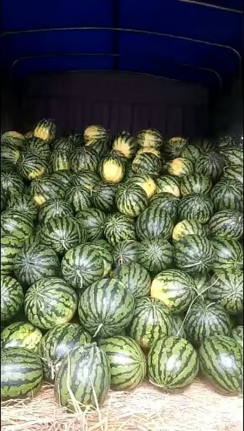 甜王西瓜大量有货价格美丽对接商超致电咨询