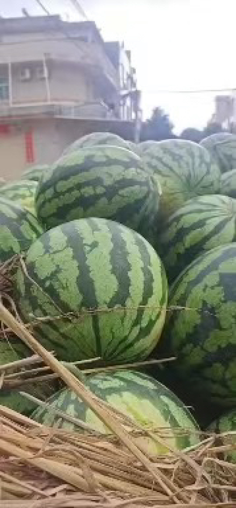 甜王西瓜大量有货价格美丽对接商超致电咨询