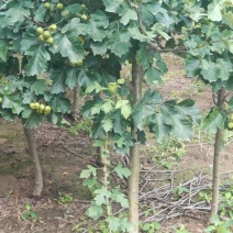 保定大果山楂苗，山楂苗，货源充足大量上市价格便宜欢迎联系