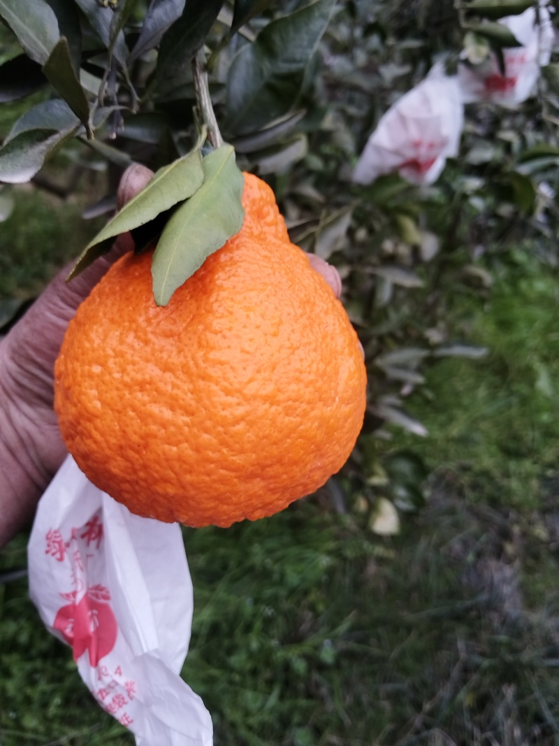 不知火（丑桔）