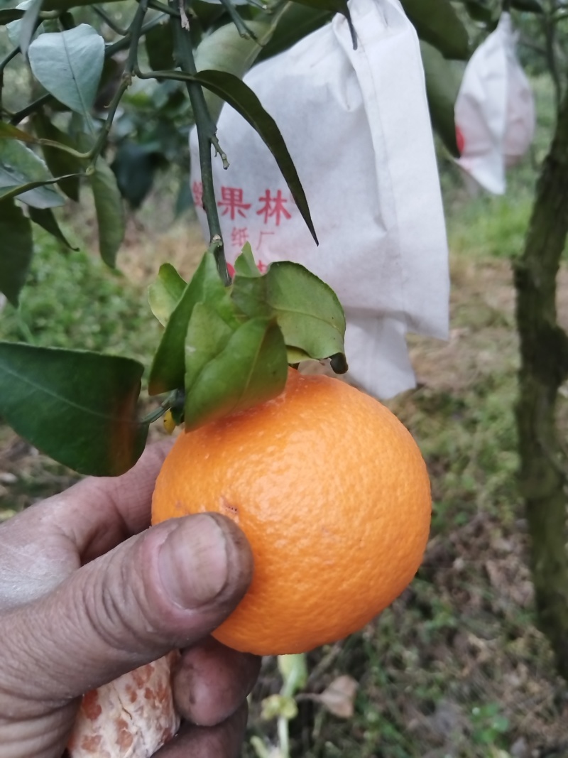 不知火（丑桔）