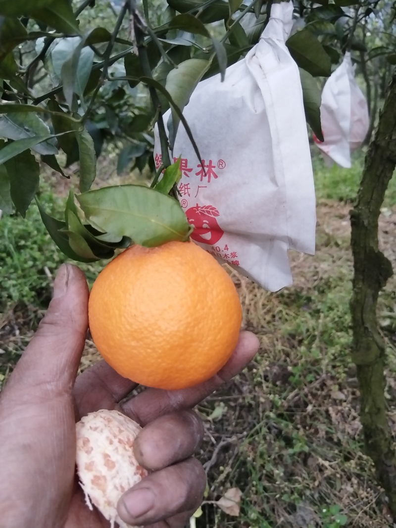 不知火（丑桔）
