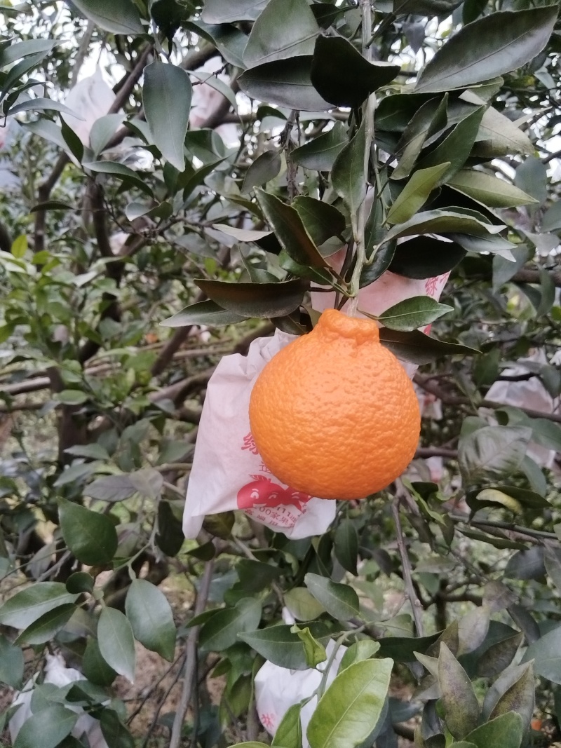 不知火（丑桔）