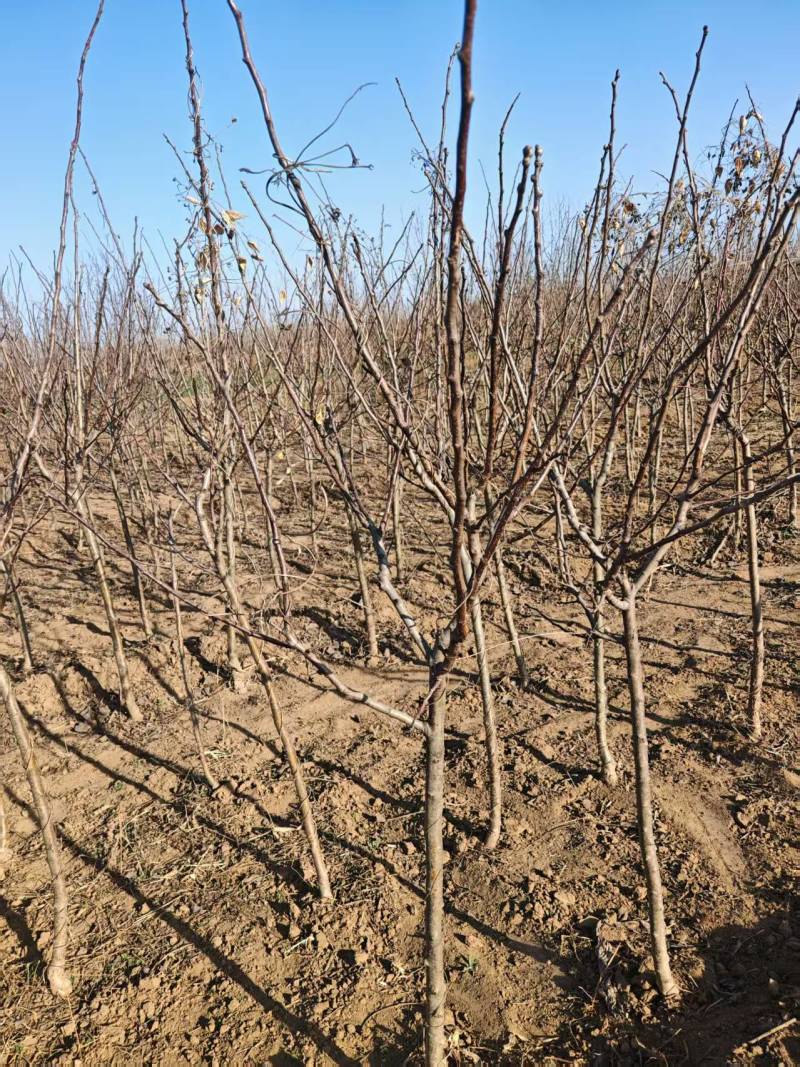 保定大果山楂苗，山楂苗，货源充足大量上市价格便宜欢迎联系