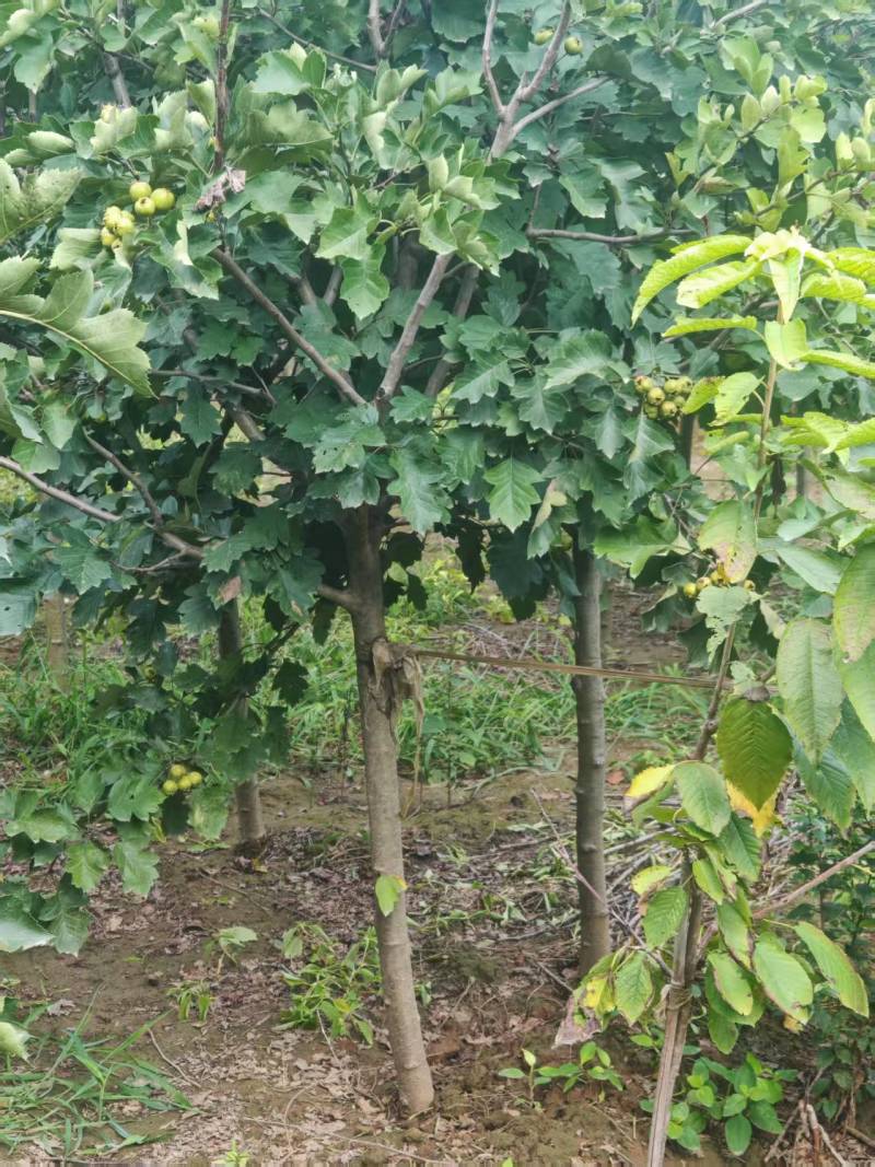 保定大果山楂苗，山楂苗，货源充足大量上市价格便宜欢迎联系