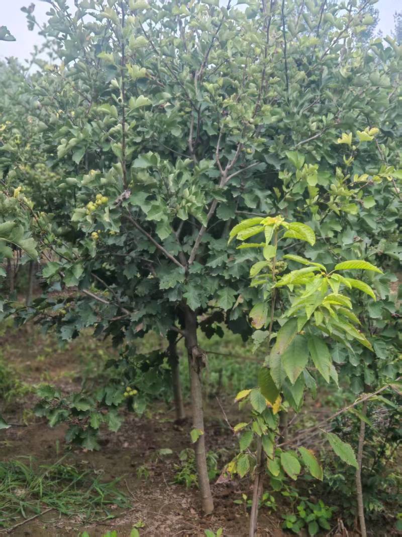 保定大果山楂苗，山楂苗，货源充足大量上市价格便宜欢迎联系