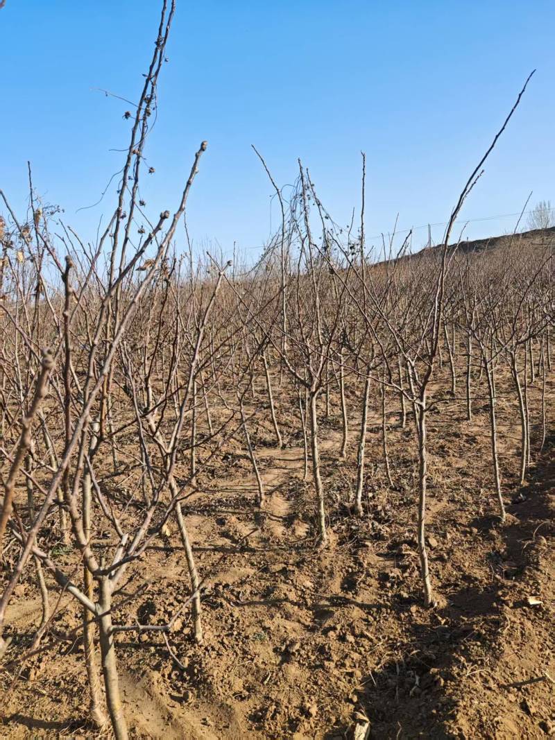 保定大果山楂苗，山楂苗，货源充足大量上市价格便宜欢迎联系