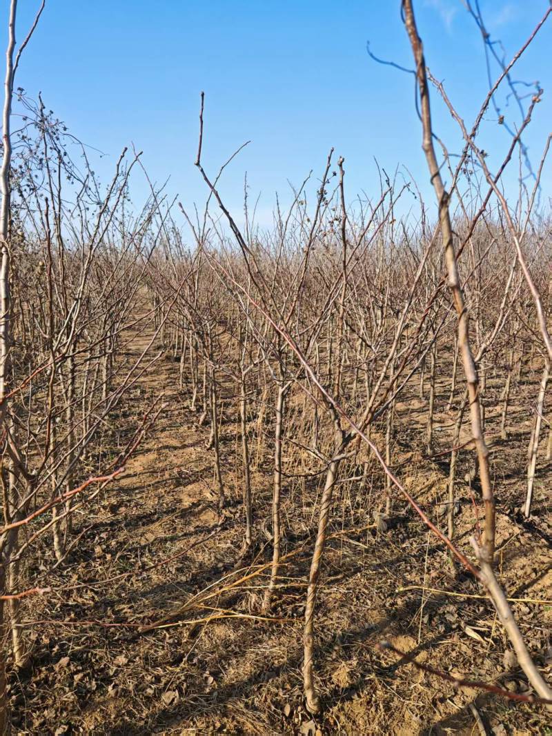 保定大果山楂苗，山楂苗，货源充足大量上市价格便宜欢迎联系