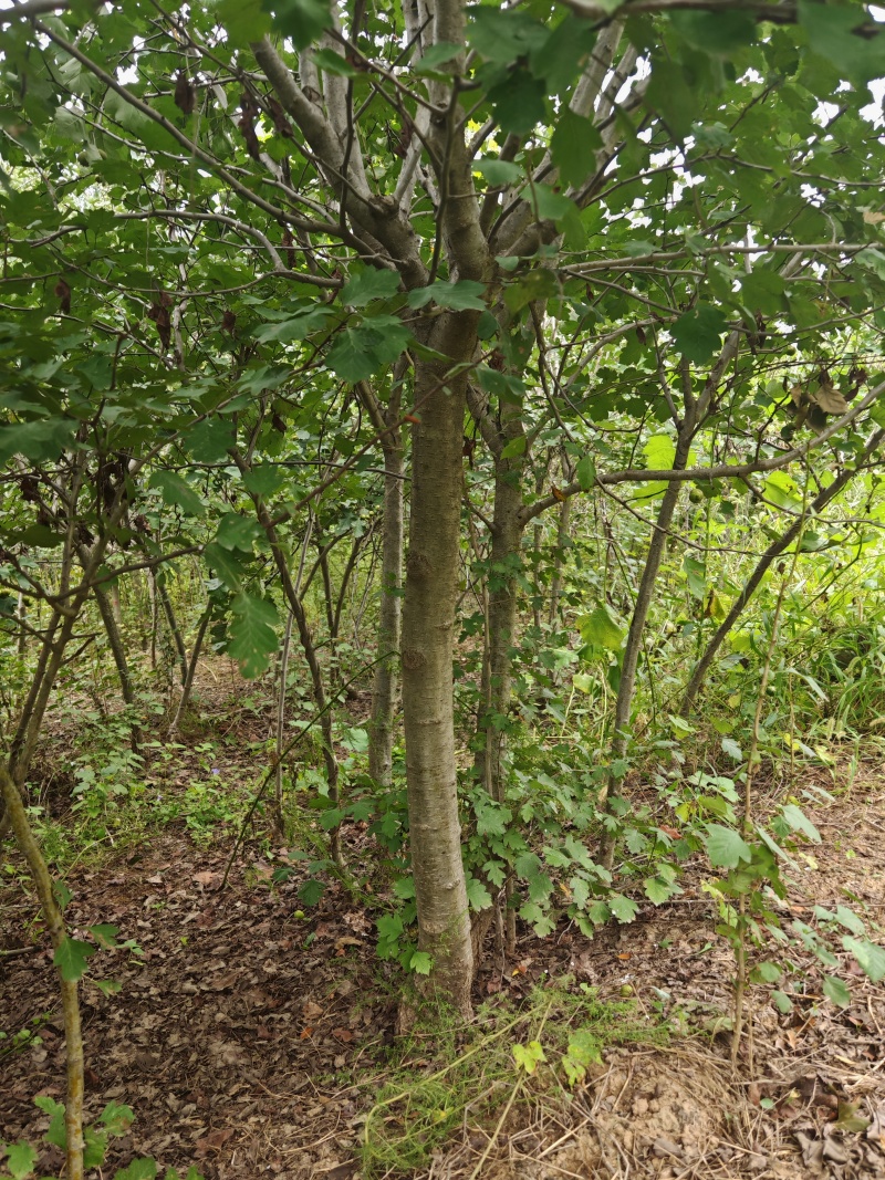 保定大果山楂苗，山楂苗，货源充足大量上市价格便宜欢迎联系