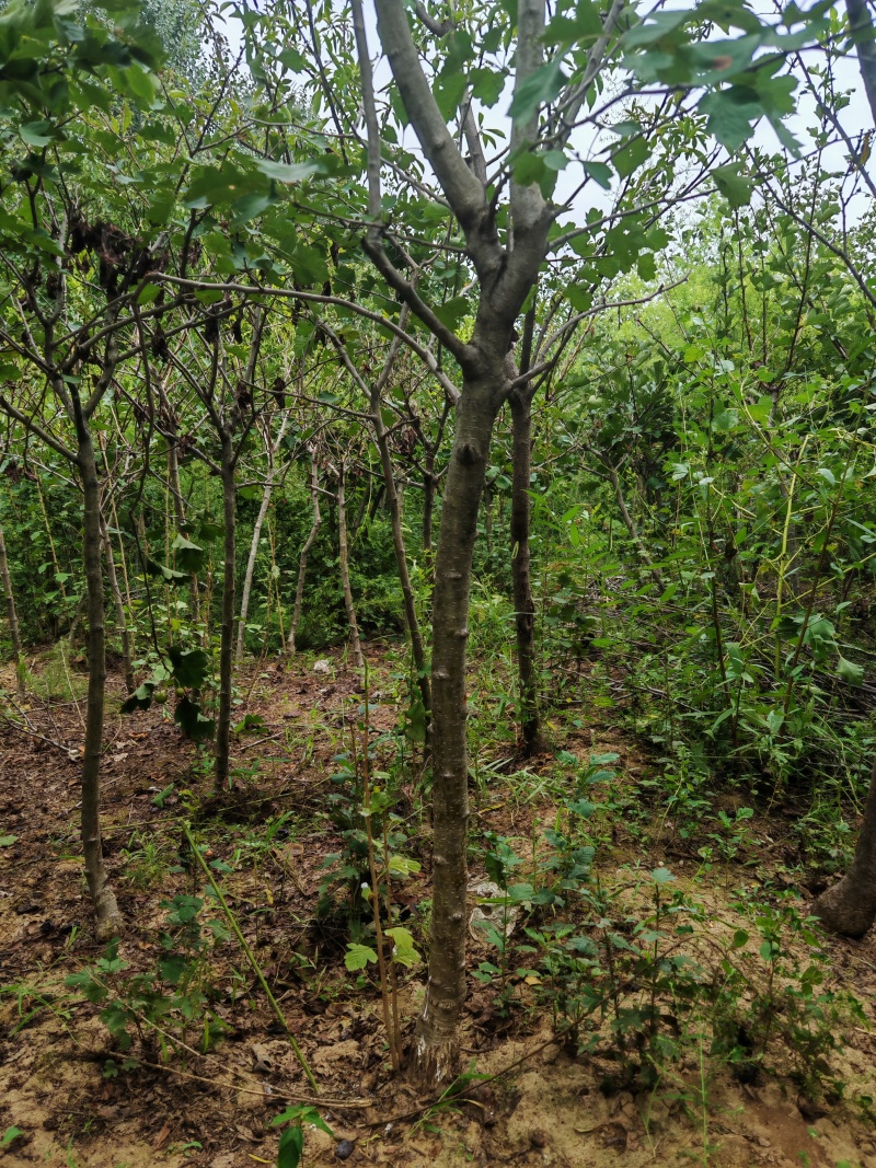 保定大果山楂苗，山楂苗，货源充足大量上市价格便宜欢迎联系