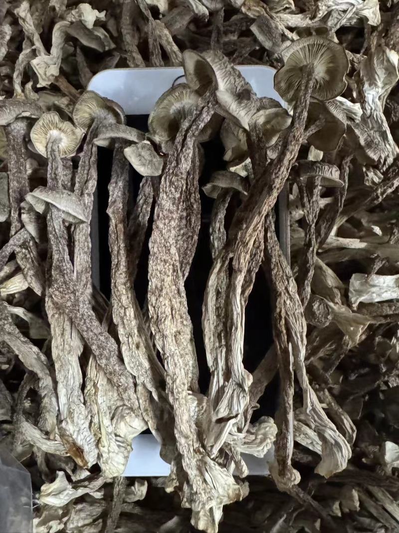 2025新货优质鹿茸菇批发菌汤包A级货嫩仔鹿茸