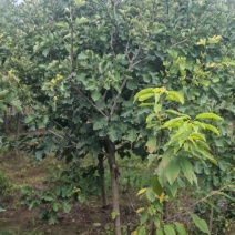 保定大果山楂苗，山楂苗，货源充足大量上市价格便宜欢迎联系