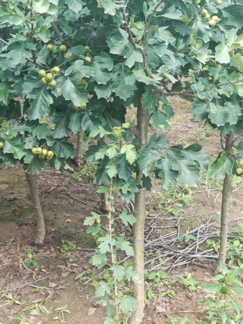 保定大果山楂苗，山楂苗，货源充足大量上市价格便宜欢迎联系