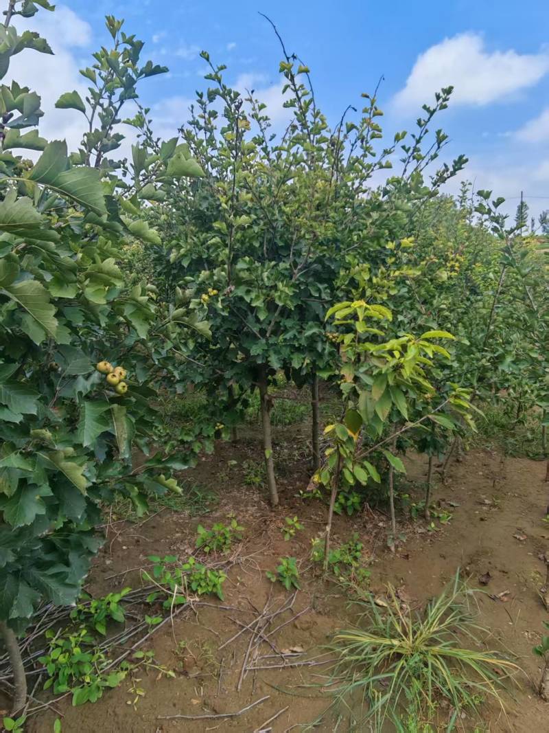 保定大果山楂苗，山楂苗，货源充足大量上市价格便宜欢迎联系