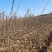保定大果山楂苗，山楂苗，货源充足大量上市价格便宜欢迎联系