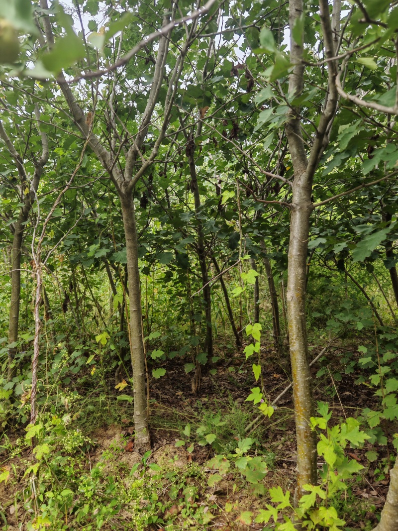 保定大果山楂苗，山楂苗，货源充足大量上市价格便宜欢迎联系