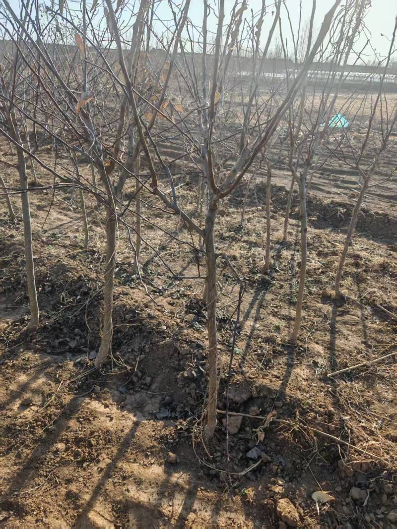 保定大果山楂苗，山楂苗，货源充足大量上市价格便宜欢迎联系