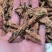 红景天精品红景天正品质量保证欢迎咨询选购各种中药材