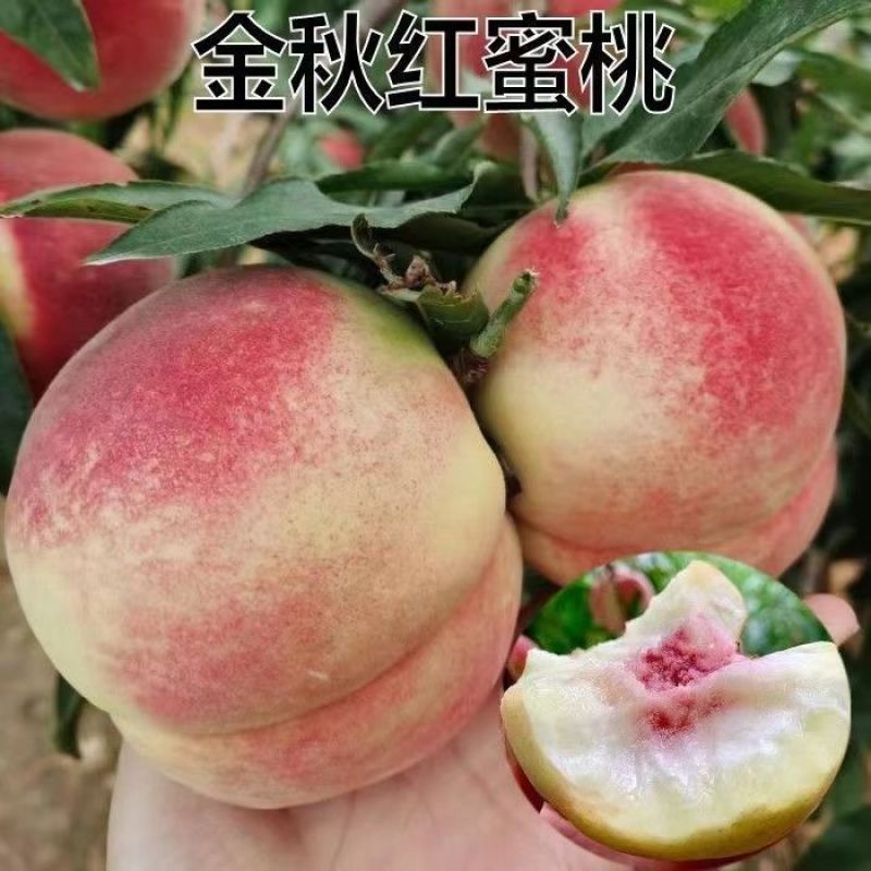 金秋红蜜桃树苗，口感*甜的一种桃，个头大，产量高，