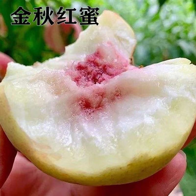 金秋红蜜桃树苗，口感*甜的一种桃，个头大，产量高，