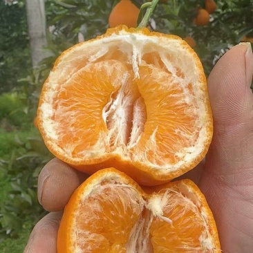 耙耙柑质量口感非常好