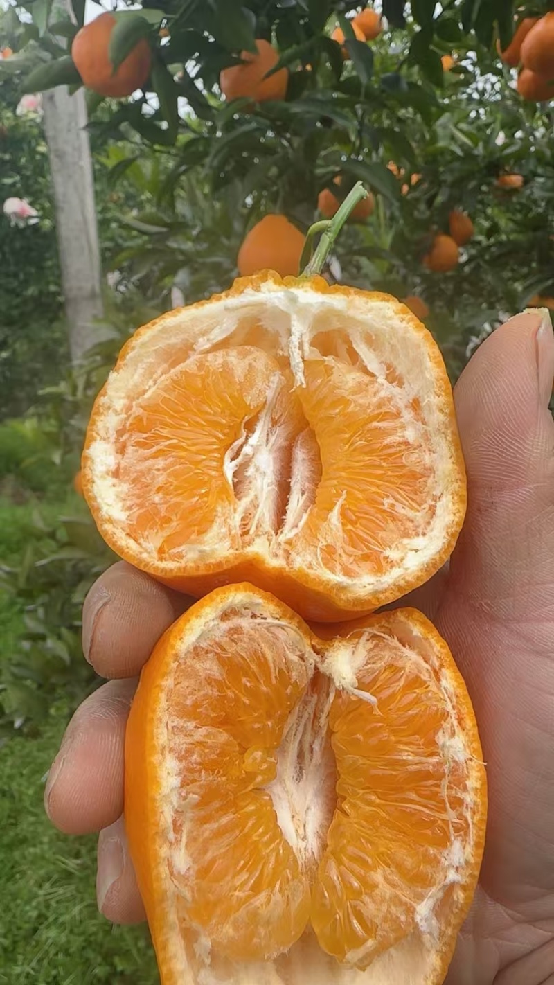 耙耙柑质量口感非常好