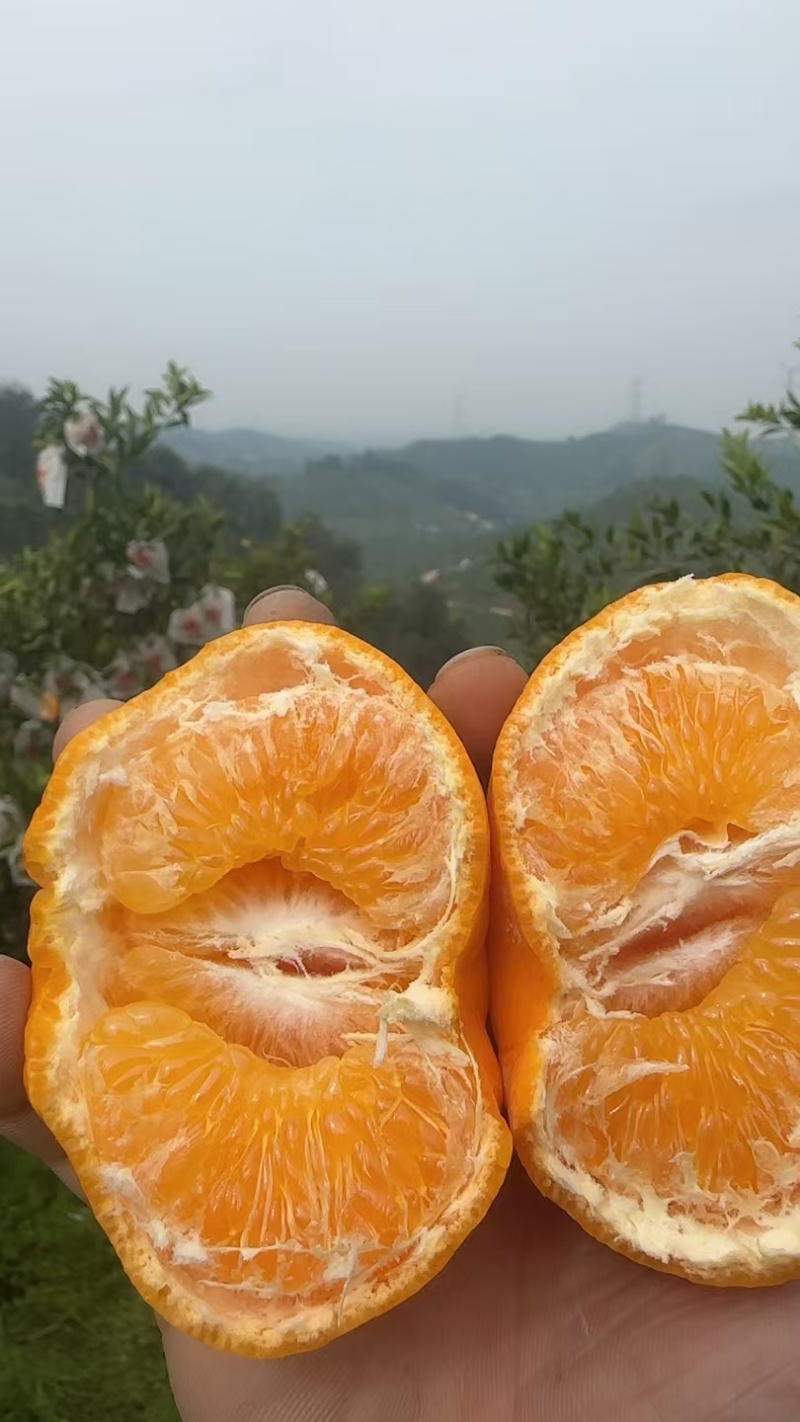 耙耙柑质量口感非常好