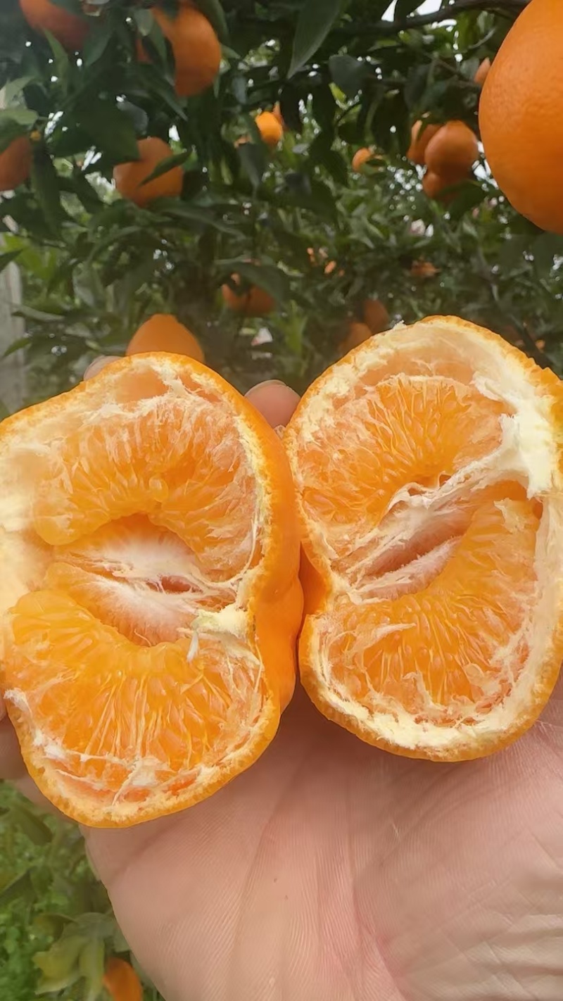 耙耙柑质量口感非常好