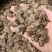 海南黄花梨种子黄花梨种子