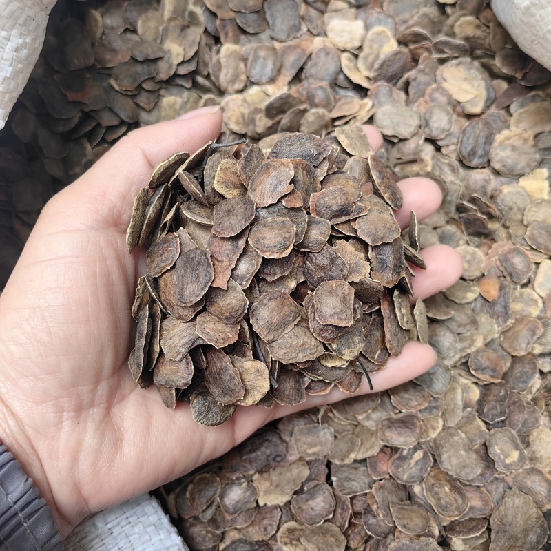 海南黄花梨种子黄花梨种子