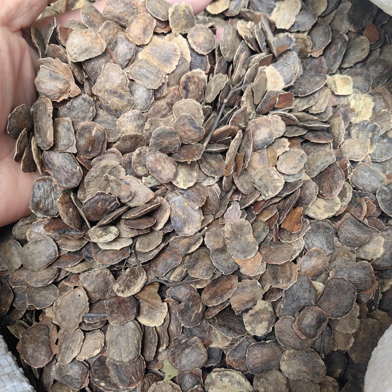 海南黄花梨种子黄花梨种子