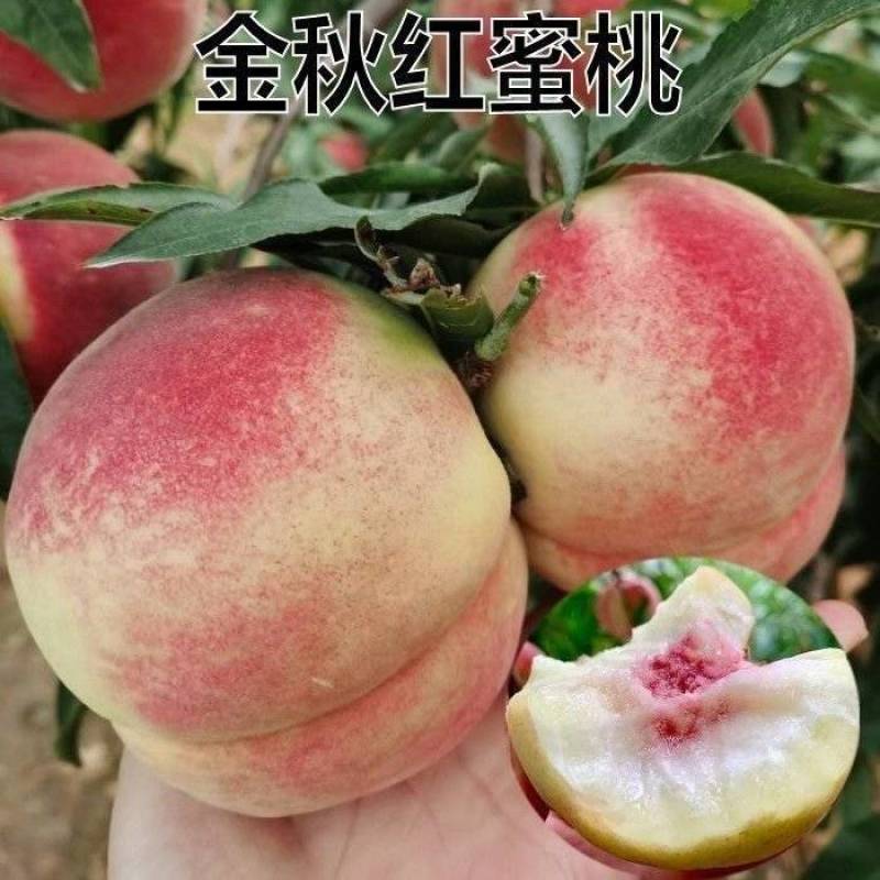 金秋红蜜桃树苗，糖分高，产量高，个头大，晚熟的一个品种