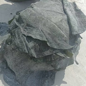山东半干海带头，盐渍海带头，20～25公分精品头量大优惠
