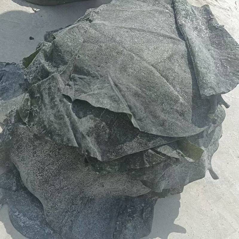 山东半干海带头，盐渍海带头，20～25公分精品头量大优惠
