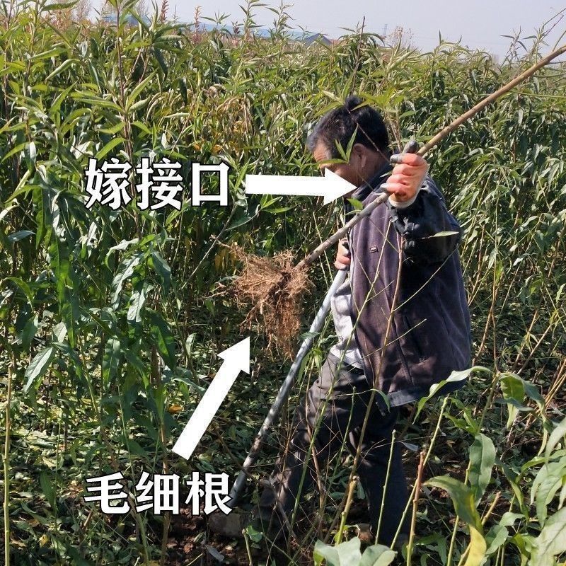 金秋红蜜桃树苗，糖分高，产量高，个头大，晚熟的一个品种