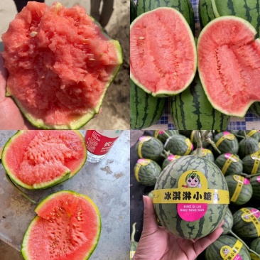 全美2k西瓜小糖丸手撕西瓜砀山爬地红玉无籽沙瓤代发