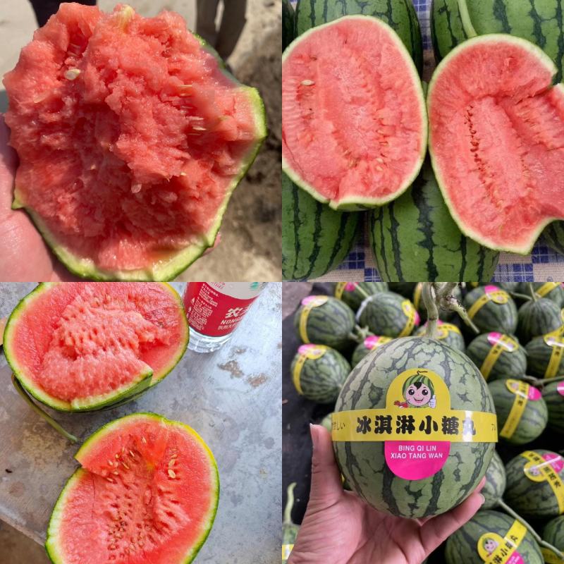 全美2k西瓜小糖丸手撕西瓜砀山爬地红玉无籽沙瓤代发