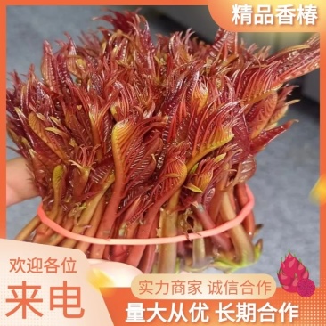 当季香椿抢鲜价!基地直供嫩芽人工精选拒绝老叶