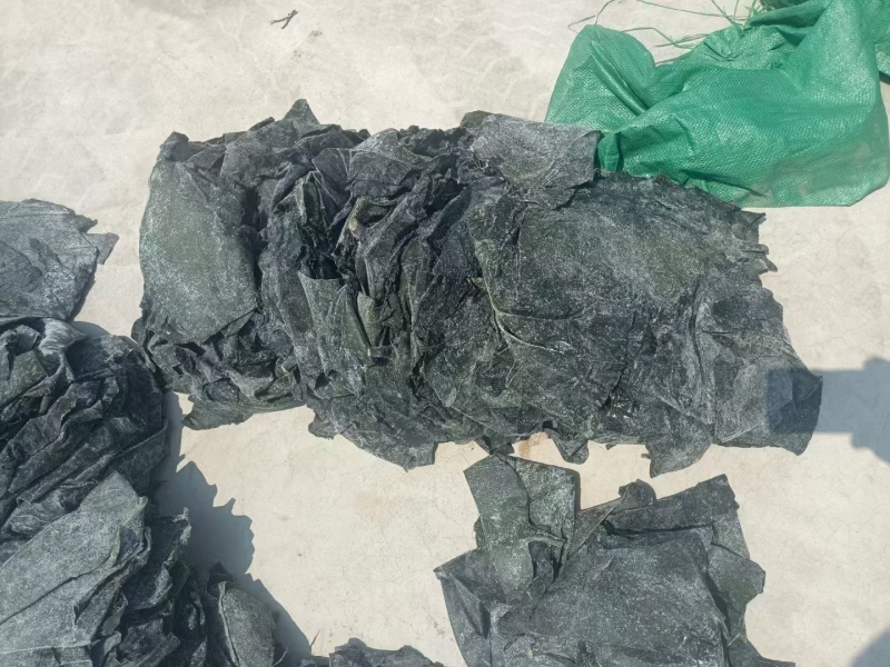 山东半干海带头，盐渍海带头，20～25公分精品头量大优惠