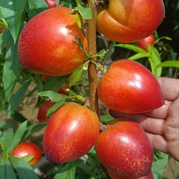 今天253月21日，我是山东冠县油桃产地，今天价格6元