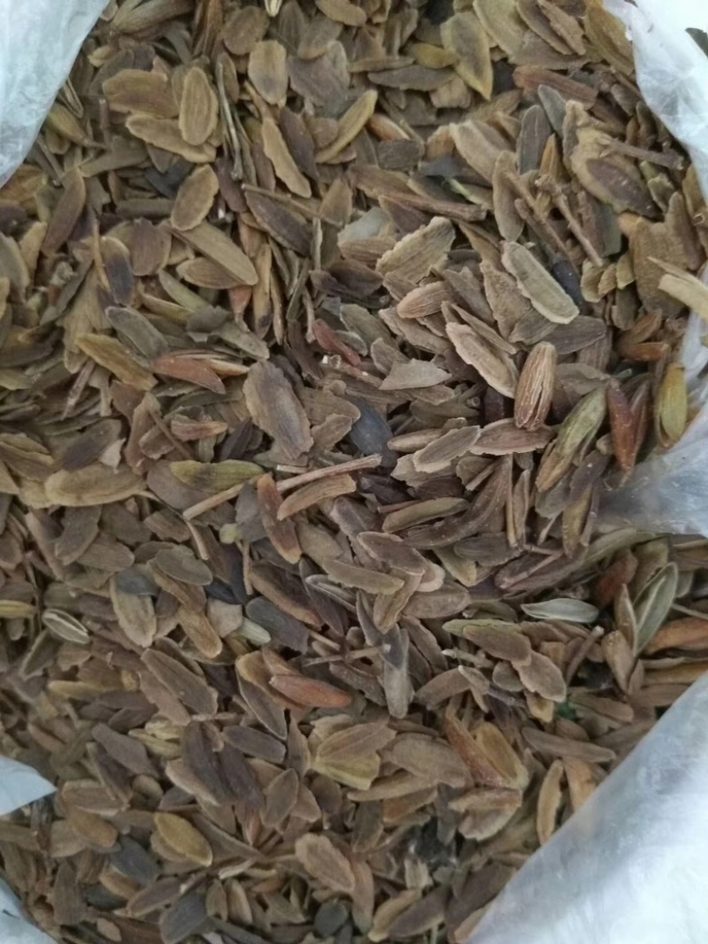 暴马丁香种子观赏风景树种子